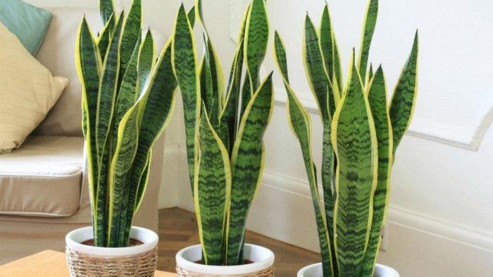 Tanaman Lidah Mertua (Sansevieria)