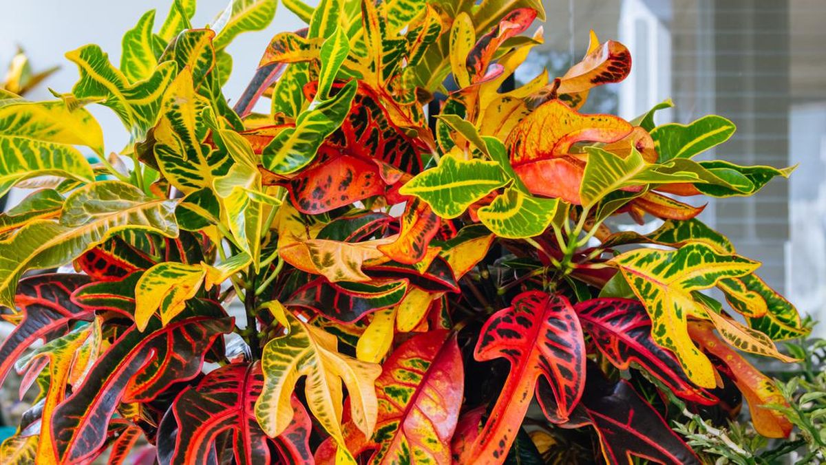 Tanaman Puring (Codiaeum variegatum)