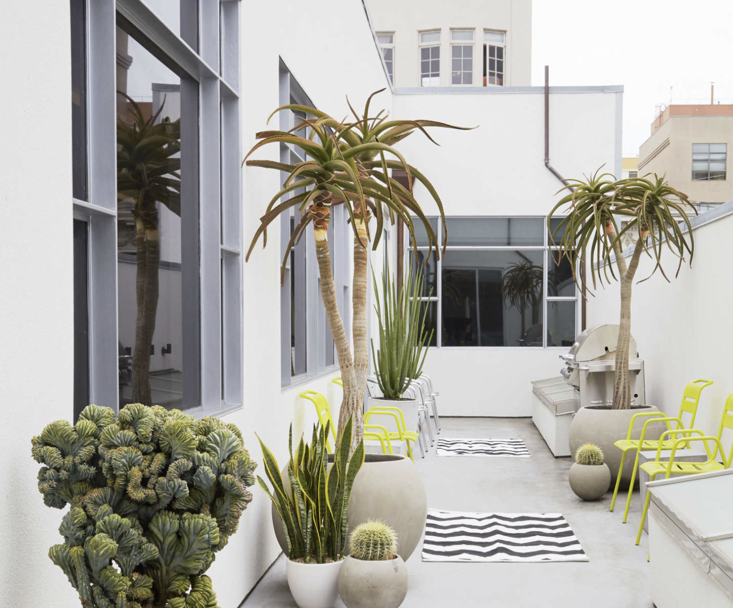 Taman dengan Tanaman Aloe