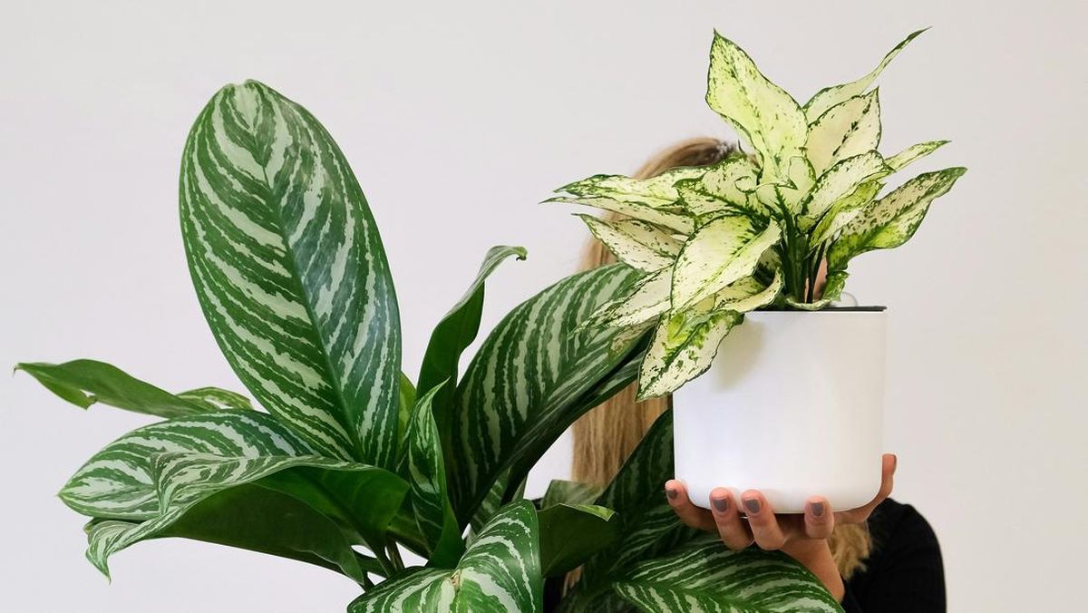 Sri Rejeki (Aglaonema)